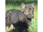 German Shepherd Dog Puppy for sale in Kalamazoo, MI, USA