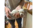 Poodle (Toy) Puppy for sale in Denham Springs, LA, USA