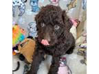 Aussiedoodle Puppy for sale in Peoria, IL, USA