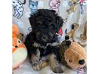 Aussiedoodle Puppy for sale in Peoria, IL, USA