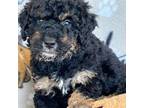 Aussiedoodle Puppy for sale in Peoria, IL, USA