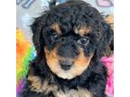 Aussiedoodle Puppy for sale in Peoria, IL, USA