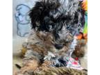 Aussiedoodle Puppy for sale in Peoria, IL, USA