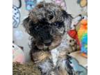 Aussiedoodle Puppy for sale in Peoria, IL, USA
