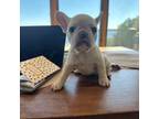 French Bulldog Puppy for sale in Lakeville, MA, USA