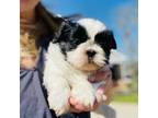 Shih Tzu Puppy for sale in Ranger, GA, USA