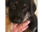 German Shepherd Dog Puppy for sale in Yukon, OK, USA