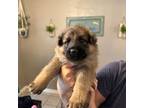 German Shepherd Dog Puppy for sale in Yukon, OK, USA