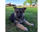 German Shepherd Dog Puppy for sale in Montezuma, GA, USA