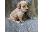 Cavapoo Puppy for sale in West Warwick, RI, USA