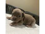 Olde Bulldog Puppy for sale in Pooler, GA, USA