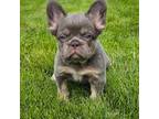 French Bulldog Puppy for sale in New Hyde Park, NY, USA