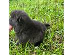 Pomeranian Puppy for sale in Midville, GA, USA