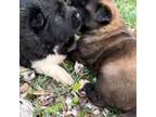 Akita Puppy for sale in Memphis, TN, USA