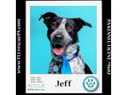 Adopt Jeff 040624 a Pointer, Cattle Dog