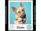 Adopt Zeus 040624 a German Shepherd Dog