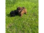 Shih-Poo Puppy for sale in Cedar Rapids, IA, USA