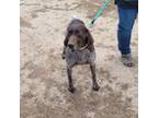 German Shorthaired Pointer Puppy for sale in Cashton, WI, USA