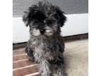 Mutt Puppy for sale in Greensboro, NC, USA