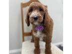 Goldendoodle Puppy for sale in Milford, CT, USA