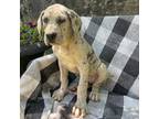 Great Dane Puppy for sale in Middlebury, IN, USA