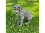 Great Dane Puppy for sale in Middlebury, IN, USA