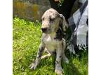 Great Dane Puppy for sale in Middlebury, IN, USA