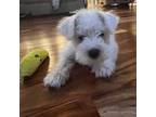 Schnauzer (Miniature) Puppy for sale in Pea Ridge, AR, USA