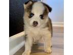 Mutt Puppy for sale in Comfort, TX, USA