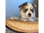 Mutt Puppy for sale in Comfort, TX, USA