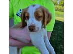 Brittany Puppy for sale in Delano, MN, USA