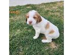 Brittany Puppy for sale in Delano, MN, USA