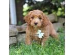 Cock-A-Poo Puppy for sale in Millersburg, OH, USA