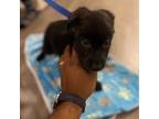 German Shepherd Dog Puppy for sale in Ocoee, FL, USA