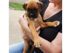 Boxer Puppy for sale in Cleburne, TX, USA