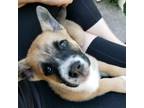 Adopt (Puppy) Marvin a Mixed Breed, Husky