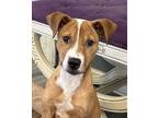 Adopt Lewis 2024 a Pit Bull Terrier, American Staffordshire Terrier