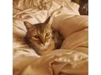 Adopt Aggie a Abyssinian
