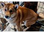 Adopt Kuri a Shiba Inu