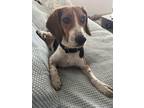 Adopt Rodey a Beagle