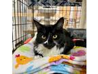 Adopt Elf K a Domestic Short Hair