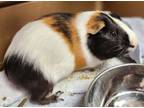 Adopt Peanut a Guinea Pig