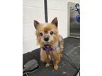 Adopt Roco a Yorkshire Terrier, Mixed Breed