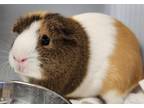 Adopt Marshmallow a Guinea Pig