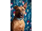 Adopt Moose a Black Mouth Cur