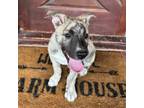 Adopt Zuko 24-02-157 a German Shepherd Dog