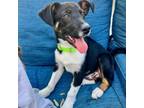 Adopt Trouble a Australian Shepherd, Catahoula Leopard Dog