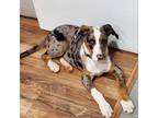 Adopt Battleship a Australian Shepherd, Catahoula Leopard Dog