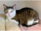 Adopt Cole a Domestic Short Hair