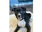 Adopt Remington a Pit Bull Terrier, Labrador Retriever